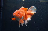 Thai Oranda  Red White 5.5 Inch (ID#228To7b-117)