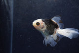 Baby Thai Oranda  Panda 3.5 Inch (ID#1217ToPTA-21) Free2Day SHIPPING