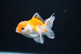 Baby Thai Oranda  Red White 3 Inch (ID#408TPTA-87) Free2Day SHIPPING
