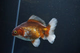 Thai Oranda  Tricolor 4.5 Inch (ID#1004R12c-121) Free2Day SHIPPING