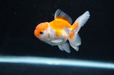 Baby Thai Oranda  Red White 3 Inch (ID#408TPTA-87) Free2Day SHIPPING
