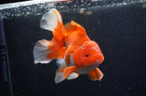 Thai Oranda  Red White 5.5 Inch (ID#228To7b-117)
