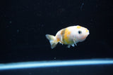 Baby Ranchu  Calico 2.5 Inch (ID#1108R9c-36) Free2Day SHIPPING