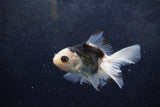 Baby Thai Oranda  Panda 3.5 Inch (ID#1217ToPTA-21) Free2Day SHIPPING