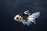 Baby Thai Oranda  Panda 3.5 Inch (ID#1217ToPTA-21) Free2Day SHIPPING