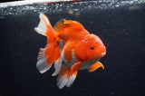Thai Oranda  Red White 5.5 Inch (ID#228To7b-117)