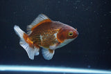 Thai Oranda  Tricolor 4.5 Inch (ID#1004R12c-121) Free2Day SHIPPING