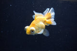 Butterfly  Red White 3.5 Inch (ID#328B8b-32) Free2Day SHIPPING