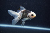 Baby Thai Oranda  Panda 3.5 Inch (ID#1217ToPTA-21) Free2Day SHIPPING