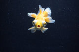 Butterfly  Red White 3.5 Inch (ID#328B8b-32) Free2Day SHIPPING