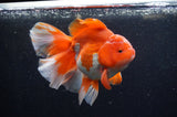 Thai Oranda  Red White 5.5 Inch (ID#228To7b-117)