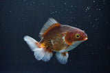 Thai Oranda  Tricolor 4.5 Inch (ID#1004R12c-121) Free2Day SHIPPING