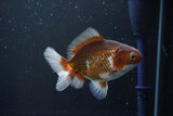 Thai Oranda  Tricolor 4.5 Inch (ID#1004R12c-121) Free2Day SHIPPING