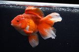 Thai Oranda  Red White 5.5 Inch (ID#228To7b-117)