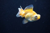 Butterfly  Red White 3.5 Inch (ID#328B8b-32) Free2Day SHIPPING