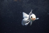 Baby Thai Oranda  Panda 3.5 Inch (ID#1217ToPTA-21) Free2Day SHIPPING