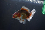 Thai Oranda  Tricolor 4.5 Inch (ID#1004R12c-121) Free2Day SHIPPING