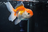 Baby Thai Oranda  Red White 3 Inch (ID#408TPTA-87) Free2Day SHIPPING