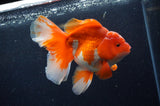 Thai Oranda  Red White 5.5 Inch (ID#228To7b-117)