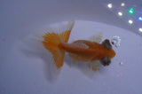 Butterfly  Red White 3.5 Inch (ID#328B8b-32) Free2Day SHIPPING