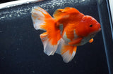Thai Oranda  Red White 5.5 Inch (ID#228To7b-117)