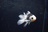 Baby Thai Oranda  Panda 3.5 Inch (ID#1217ToPTA-21) Free2Day SHIPPING