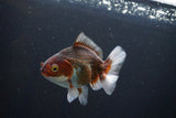 Thai Oranda  Tricolor 4.5 Inch (ID#1004R12c-121) Free2Day SHIPPING