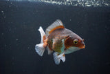 Thai Oranda  Tricolor 4.5 Inch (ID#1004R12c-121) Free2Day SHIPPING