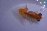 Butterfly  Red White 3.5 Inch (ID#328B8b-32) Free2Day SHIPPING