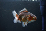 Thai Oranda  Tricolor 4.5 Inch (ID#1004R12c-121) Free2Day SHIPPING