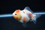 Yuan Bao Oranda  Calico 3.5 Inch (ID#1203To10b-77) Free2Day SHIPPING