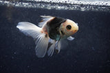 Baby Thai Oranda  Panda 3.5 Inch (ID#1217ToPTA-21) Free2Day SHIPPING