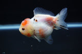 Yuan Bao Oranda  Calico 3.5 Inch (ID#1203To10b-77) Free2Day SHIPPING