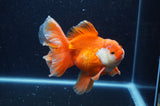 Thai Oranda  Red White 5.5 Inch (ID#228To7b-118)