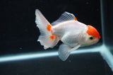 Baby Thai Oranda  Red White 3.5 Inch (ID#408TPTA-88) Free2Day SHIPPING