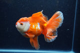 Thai Oranda  Red White 5.5 Inch (ID#228To7b-118)