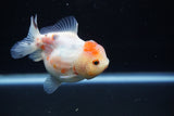 Yuan Bao Oranda  Calico 3.5 Inch (ID#1203To10b-77) Free2Day SHIPPING