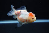 Yuan Bao Oranda  Calico 3.5 Inch (ID#1203To10b-77) Free2Day SHIPPING