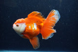 Thai Oranda  Red White 5.5 Inch (ID#228To7b-118)