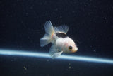 Baby Thai Oranda  Panda 3 Inch (ID#1217ToPTA-22) Free2Day SHIPPING