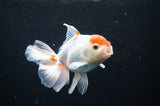 Baby Thai Oranda  Red White 3.5 Inch (ID#408TPTA-88) Free2Day SHIPPING