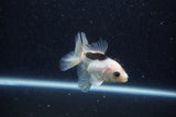 Baby Thai Oranda  Panda 3 Inch (ID#1217ToPTA-22) Free2Day SHIPPING