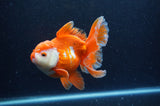 Thai Oranda  Red White 5.5 Inch (ID#228To7b-118)