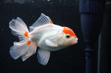 Baby Thai Oranda  Red White 3.5 Inch (ID#408TPTA-88) Free2Day SHIPPING