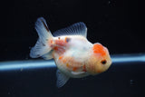 Yuan Bao Oranda  Calico 3.5 Inch (ID#1203To10b-77) Free2Day SHIPPING