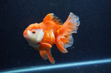 Thai Oranda  Red White 5.5 Inch (ID#228To7b-118)