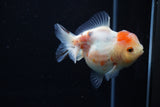 Yuan Bao Oranda  Calico 3.5 Inch (ID#1203To10b-77) Free2Day SHIPPING