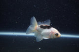 Baby Thai Oranda  Panda 3 Inch (ID#1217ToPTA-22) Free2Day SHIPPING