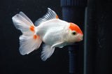 Baby Thai Oranda  Red White 3.5 Inch (ID#408TPTA-88) Free2Day SHIPPING