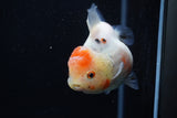 Yuan Bao Oranda  Calico 3.5 Inch (ID#1203To10b-77) Free2Day SHIPPING